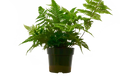 Autumn Fern - 6 Inch Pot - NURSERY POT ONLY