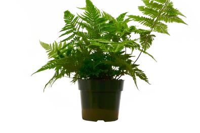 Autumn Fern - 6 Inch Pot - NURSERY POT ONLY