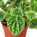 Peperomia Ripple - 6 Inch Pot - NURSERY POT ONLY