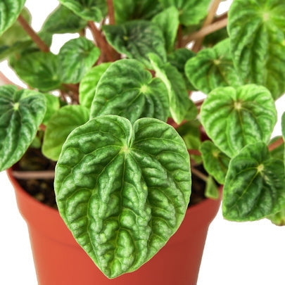 Peperomia Ripple - 6 Inch Pot - NURSERY POT ONLY