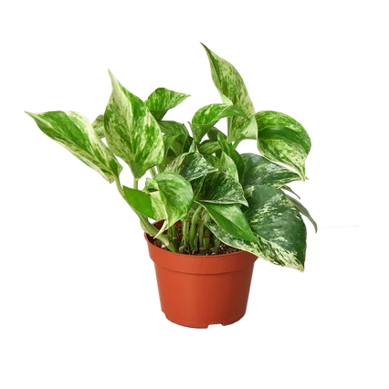 Pothos Marble Queen