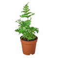 Autumn Fern
