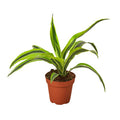 Dracaena Deremensis Lemon Surprise