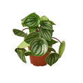 Peperomia Watermelon - 4 Inch Pot - NURSERY POT ONLY