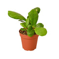 Ficus Lyrata Fiddle Leaf Fig - 4 Inch Pot - NURSERY POT ONLY