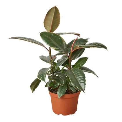 Ficus Elastica Tineke - 6 Inch Pot - NURSERY POT ONLY