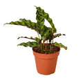 Calathea Lancifolia Rattlesnake - 4 Inch Pot - NURSERY POT ONLY