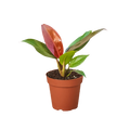 Philodendron Sun Red