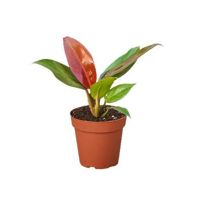 Philodendron Sun Red