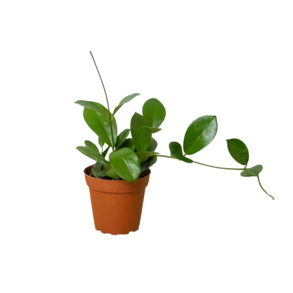Hoya Australis