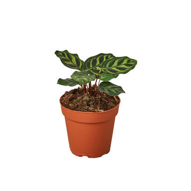 Calathea Makoyana - 4 Inch Pot - NURSERY POT ONLY